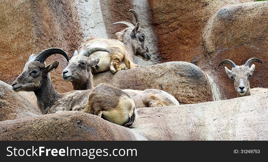 Group Of Female Desert Bighorn Sheep Sitting On Ledge
