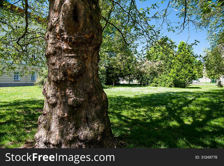 Leafy green trees in spring park. Leafy green trees in spring park