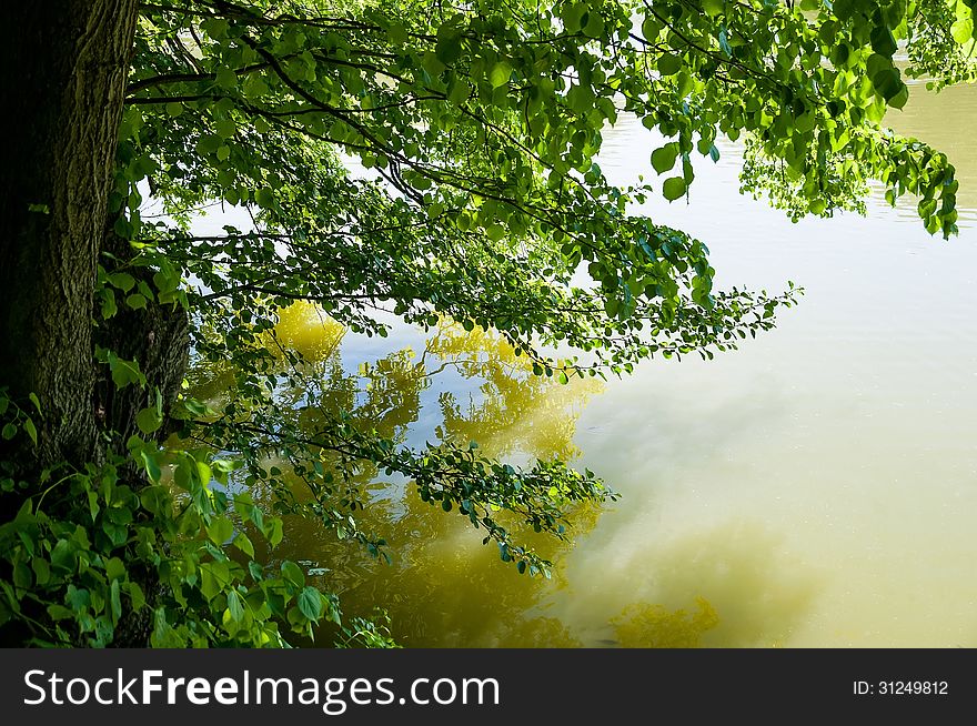 Branches Near Water