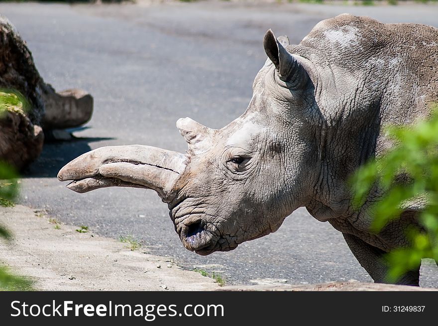 Rhinoceros in ZOO with big horn