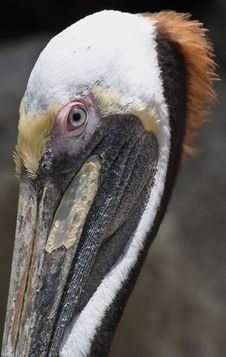Pelican Stock Photo Pelican Stock Photo