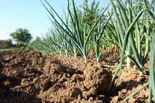 Onion And Garlic Plants Royalty Free Stock Photos Onion And Garlic Plants Royalty Free Stock Photos