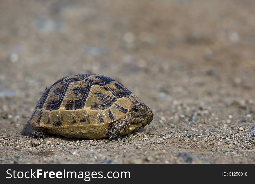 A Mediterranean Spur-thighed Tortoise is on the road