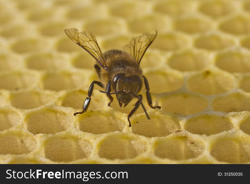 Cell measurements corresponds to size of larvae of bees future. Cell measurements corresponds to size of larvae of bees future