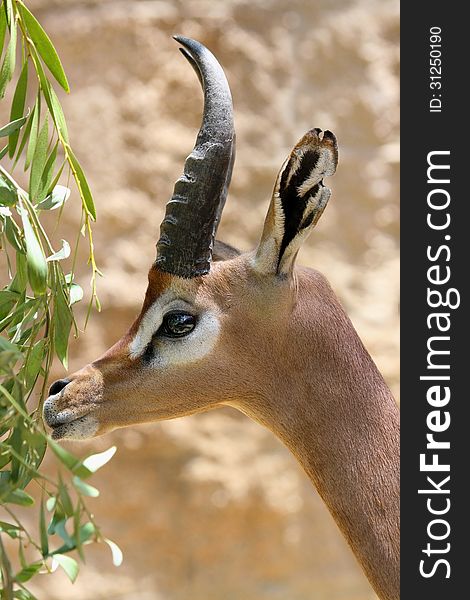 Gerenuk