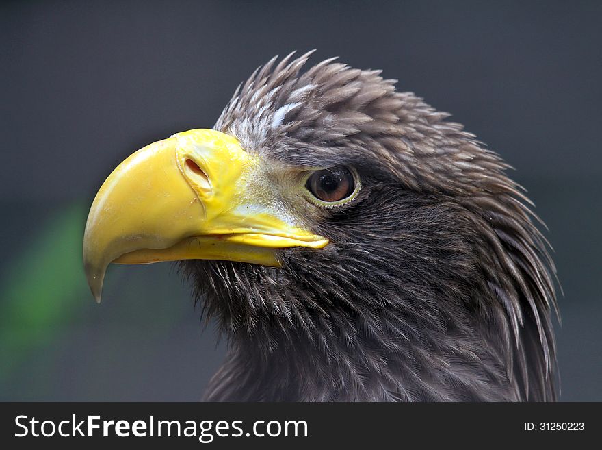 Close Up Detail Of Steller Sea Eagle Head