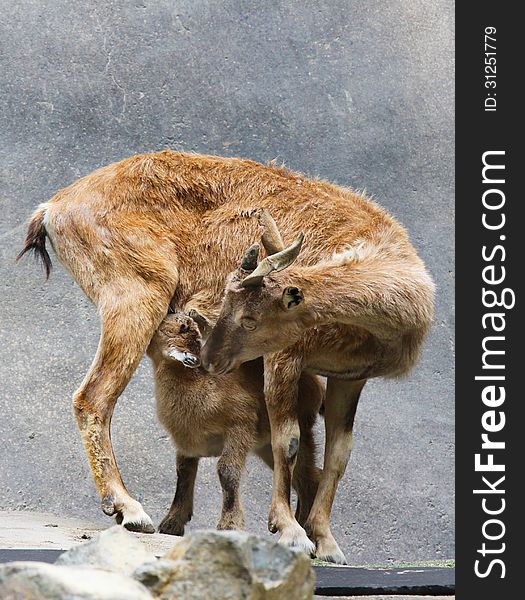 Tadjik Markhor Goat Monther And Kid Nursing