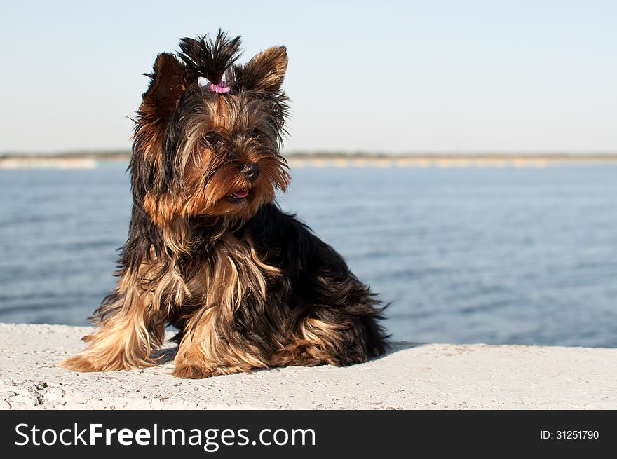 Six-month puppy small dog, yorkshire terrier. Six-month puppy small dog, yorkshire terrier