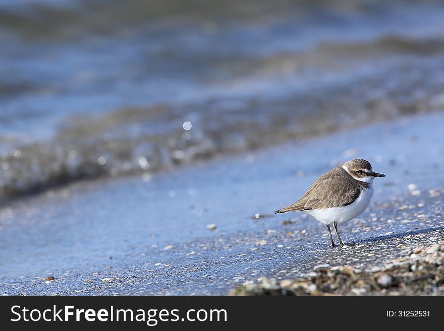 Kentish Plover