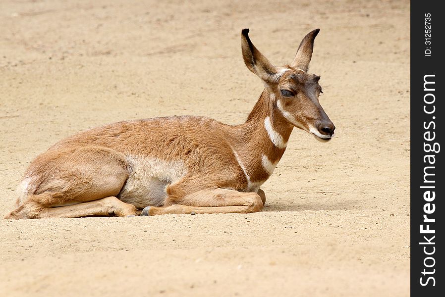 Young Pronghorn Laying On Tan Sand. Young Pronghorn Laying On Tan Sand