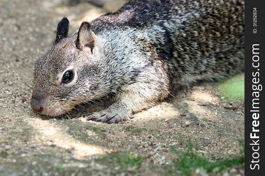 Alert Gray Ground Squirrel Close Up