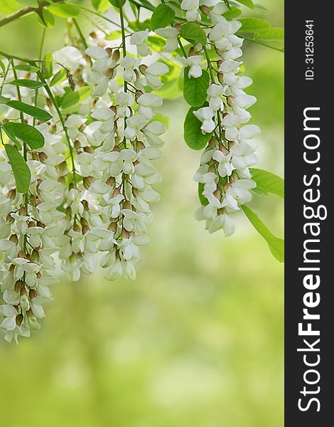 Branch of white acacia flowers on green background