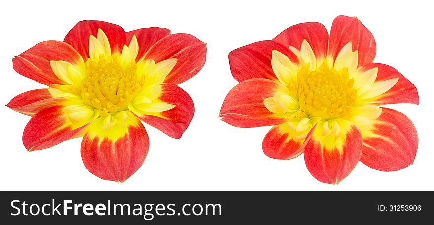 Two red dahlias isolated on a white background