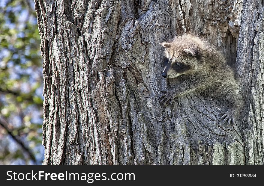 Young raccoon in a tree. Springtime in Wisconsin. Young raccoon in a tree. Springtime in Wisconsin