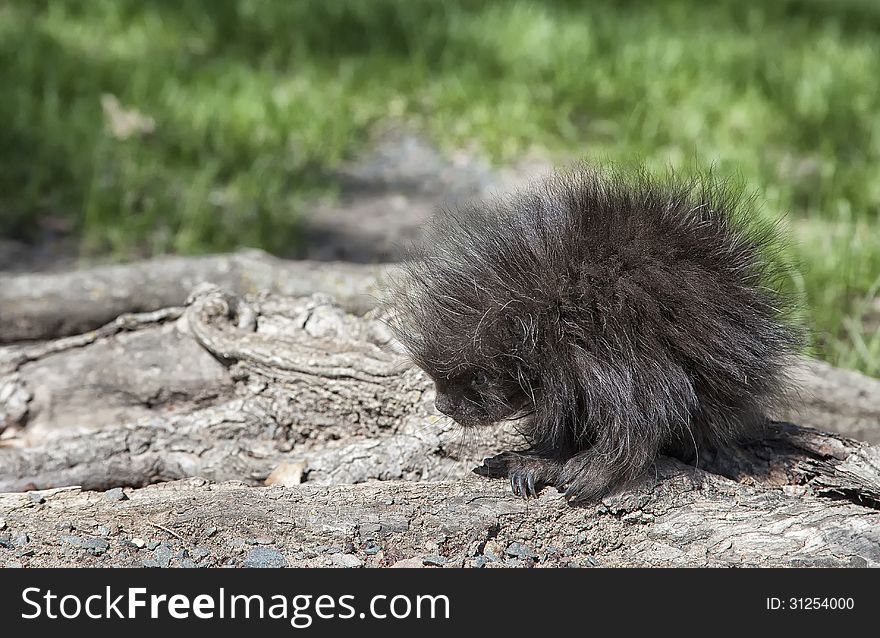Young porcupine at the base of a tree