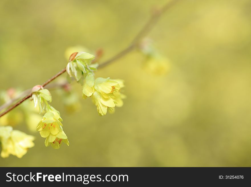Photographed a light yellow flower in early spring. Photographed a light yellow flower in early spring.