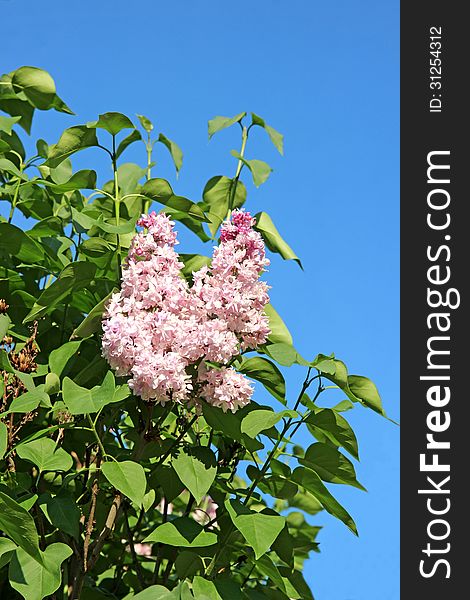 Blossoming pink lilac in the city park against the blue sky