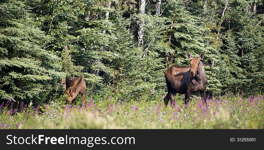 A large Alaskan Moose stands at the edge of the woods with baby calf. A large Alaskan Moose stands at the edge of the woods with baby calf