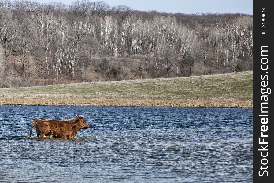 Healthy red angus calf travels across a pond. Springtime in Wisconsin