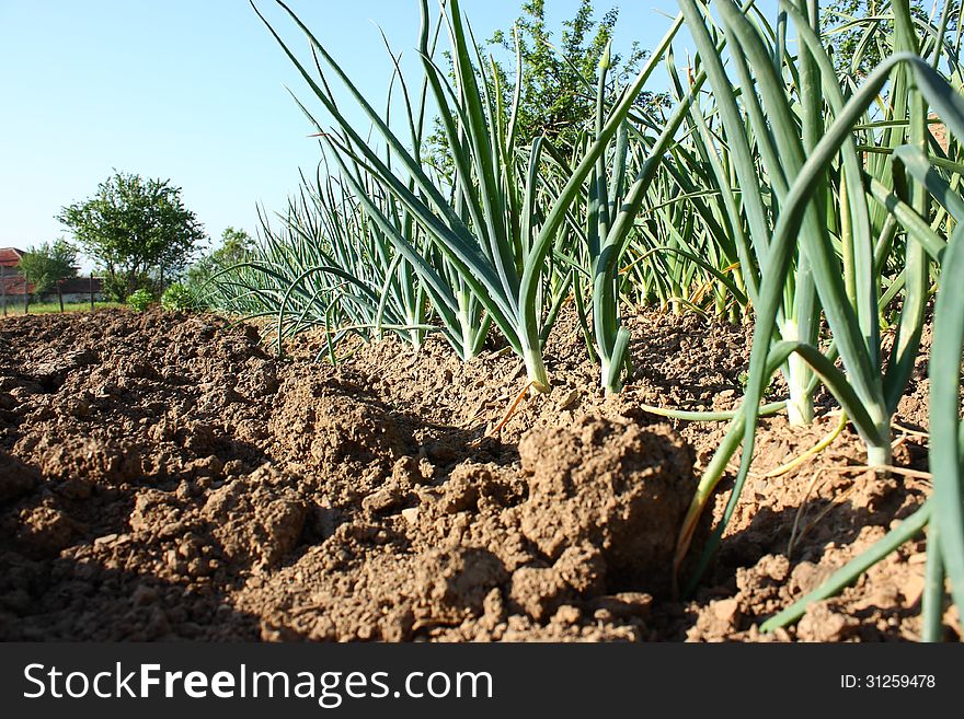 Row of onion and garlic plants in a garden