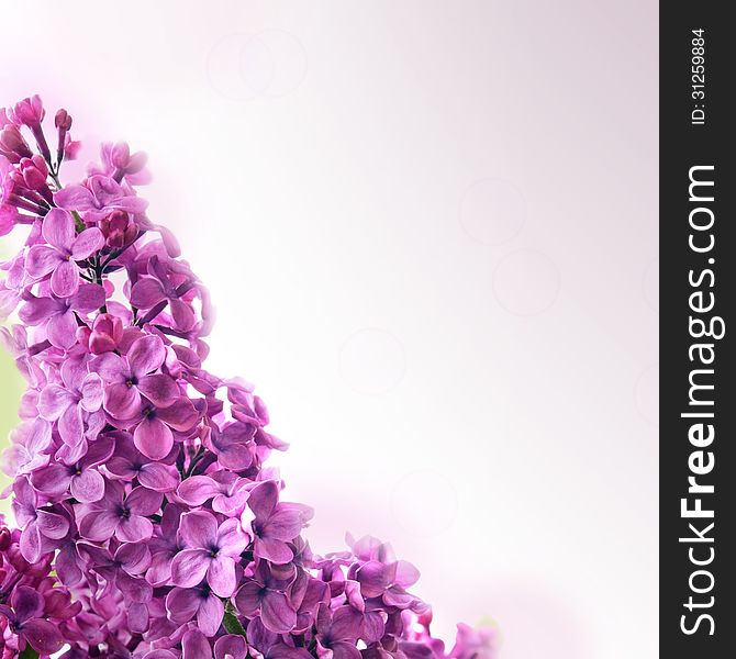 Beautiful background with lilac flowers. Beautiful background with lilac flowers