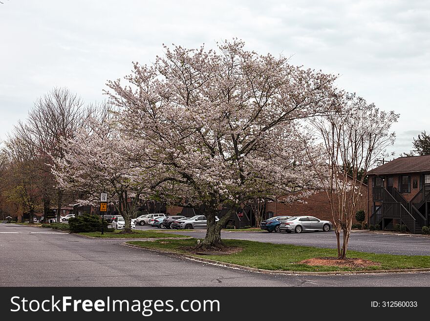 A Tree At An Apartment Complex Blooming With Spring White Blossoms