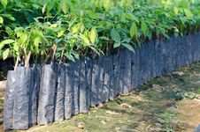 Small Rubber Tree Royalty Free Stock Photography Small Rubber Tree Royalty Free Stock Photography