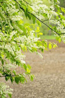 Bird Cherry Tree Stock Images Bird Cherry Tree Stock Images