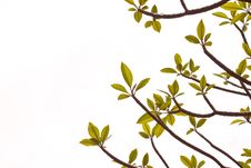Background Of Plumeria Tree Royalty Free Stock Image