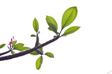 Background Of Plumeria Tree Stock Photos