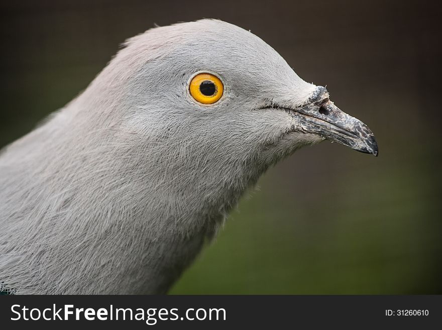 Pigeon in the town is very boring bird