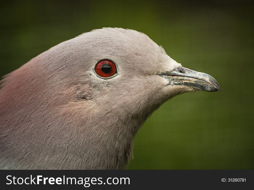 Pigeon in the town is very boring bird