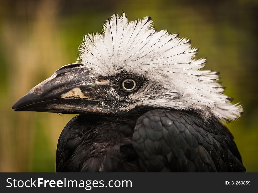 Portrait Hornbill from the zoo