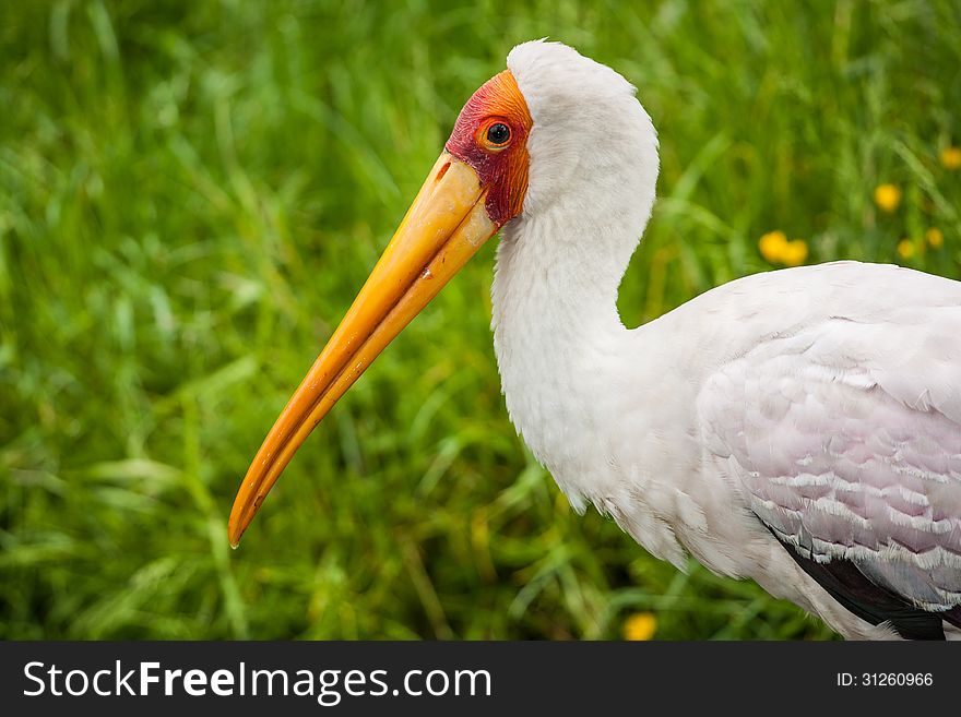 White bird from africa is beautiful