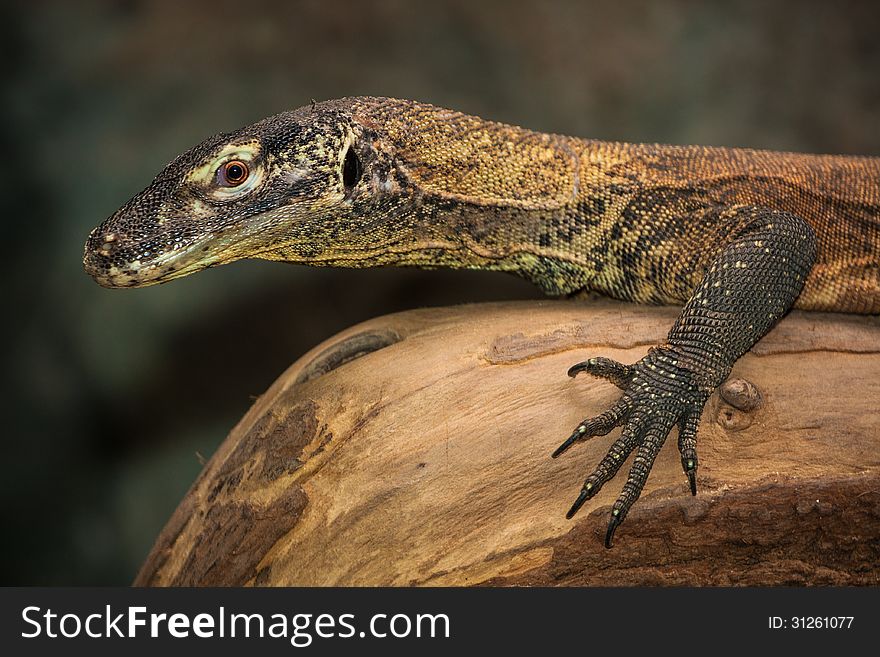 Iguana of lizard zoo is nice