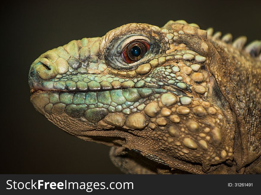 Portrait of a proper dragon lizard as