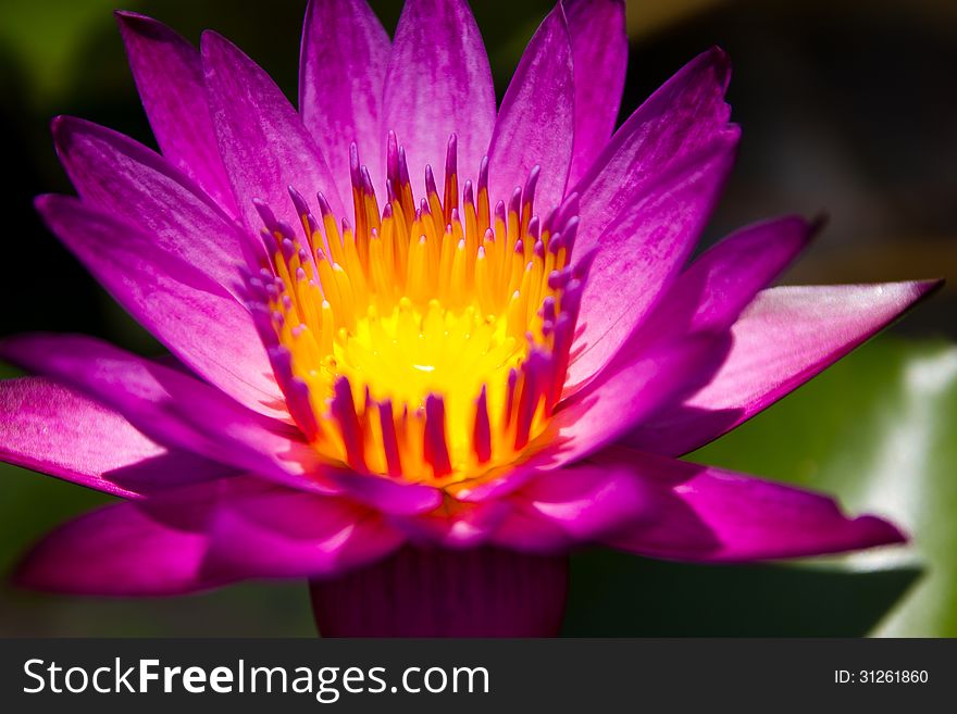 Beautiful Lotus in Sriracha, Thailand