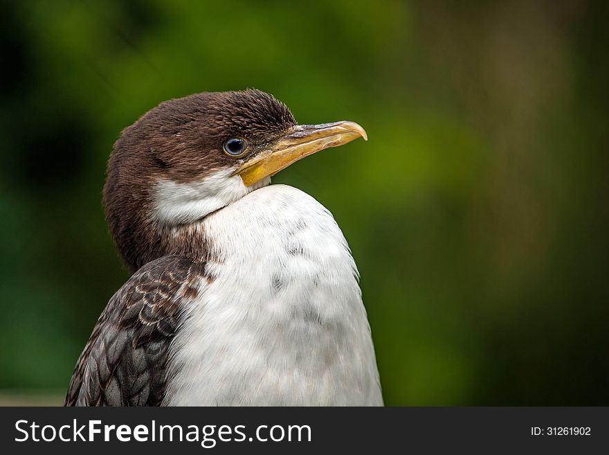 Cormorant is a small black and white bird