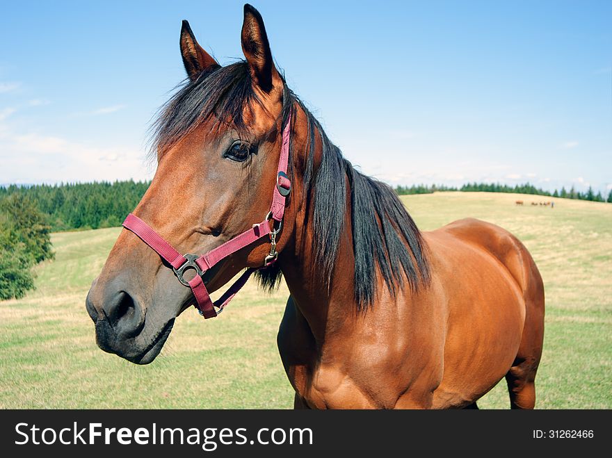 Portrait of a horse on a meadow in the mountain at bright light. Portrait of a horse on a meadow in the mountain at bright light.