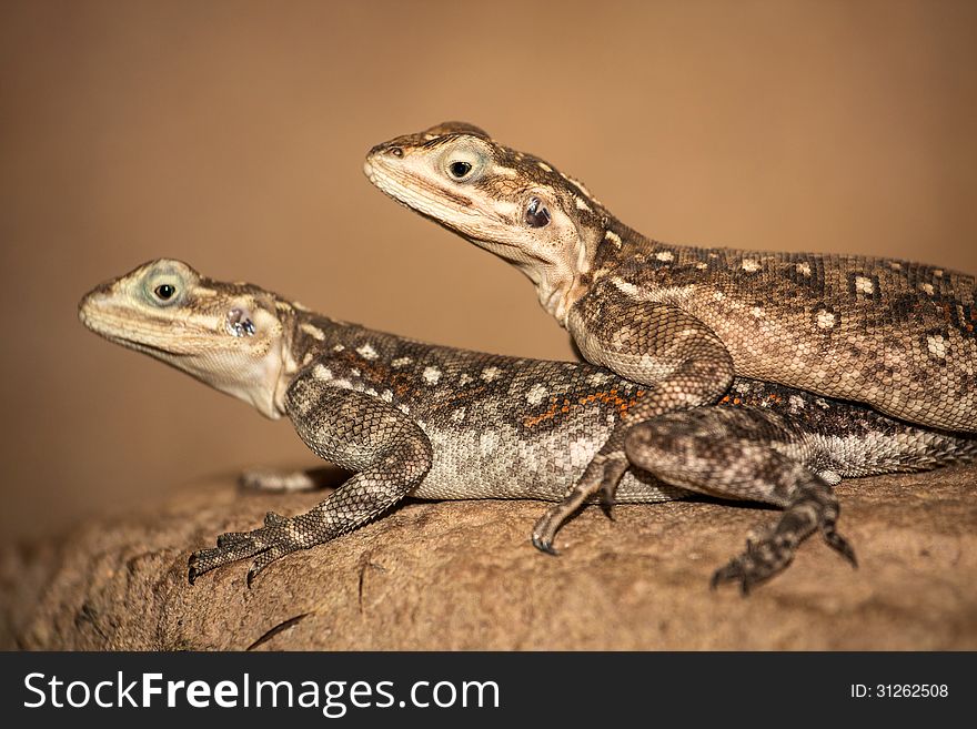 Two Iguana