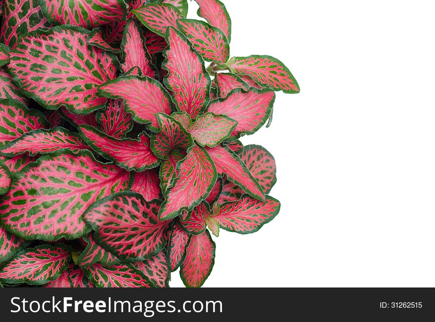 Australia episcia isolated on white background