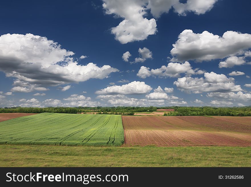 Rural landscape with wheat field on a sunny day.