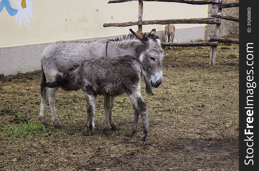 Donkey in a natural farm