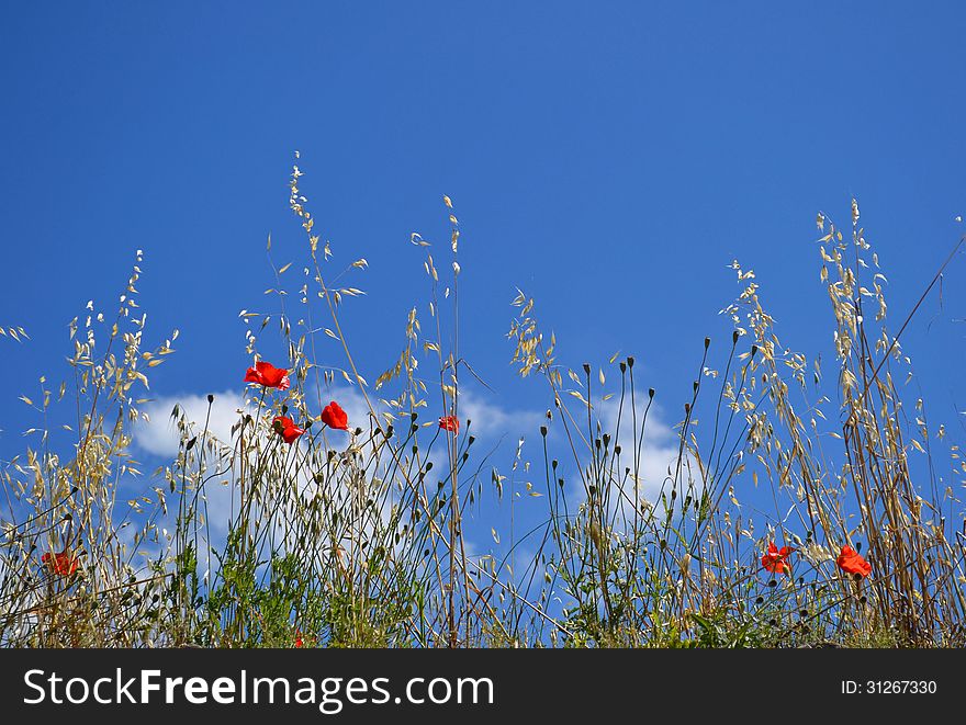 Red wild poppies and blue sky in a sunny day.