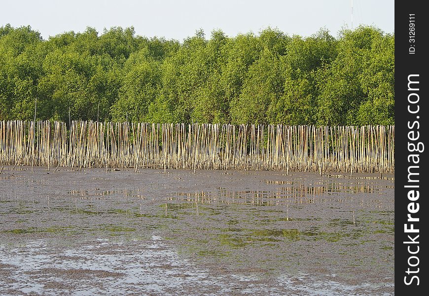 Mangrove shoreline at low tide time in daylight