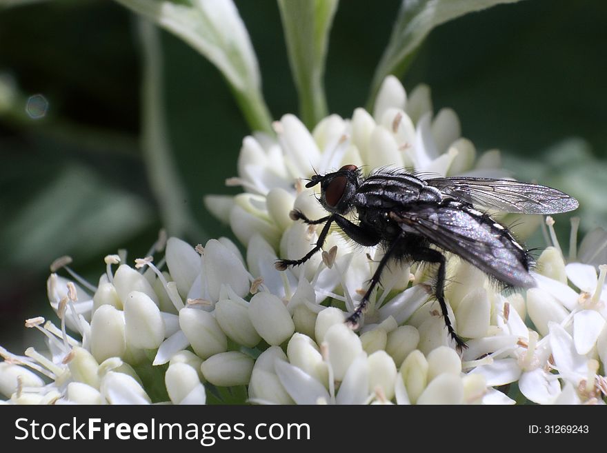 A black fly on the white flower macro photo