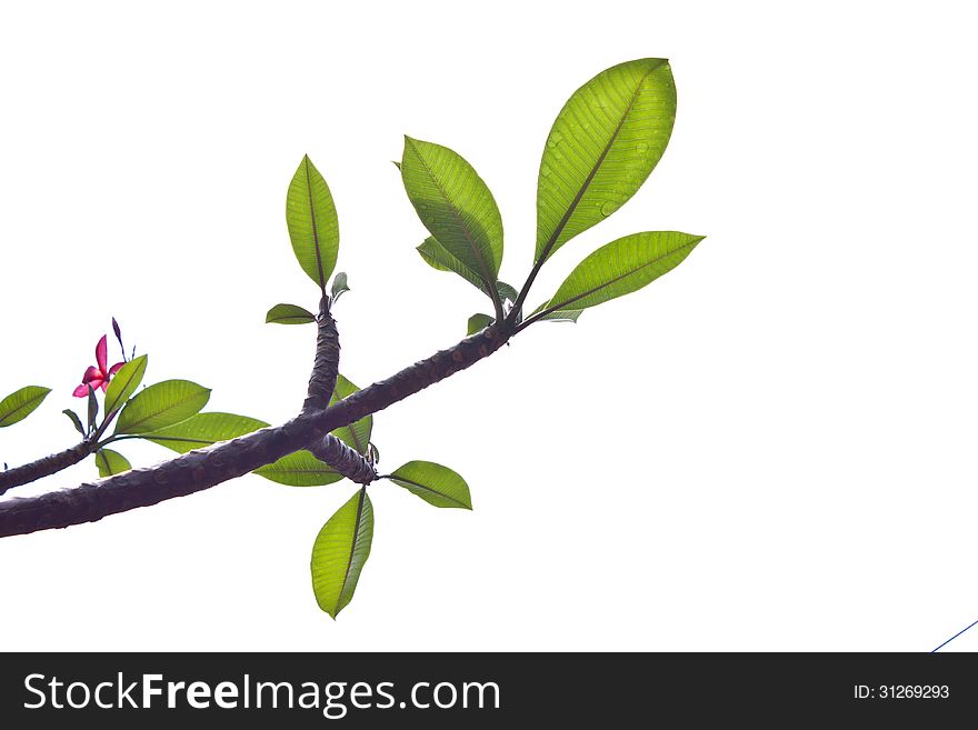 Background of Plumeria tree