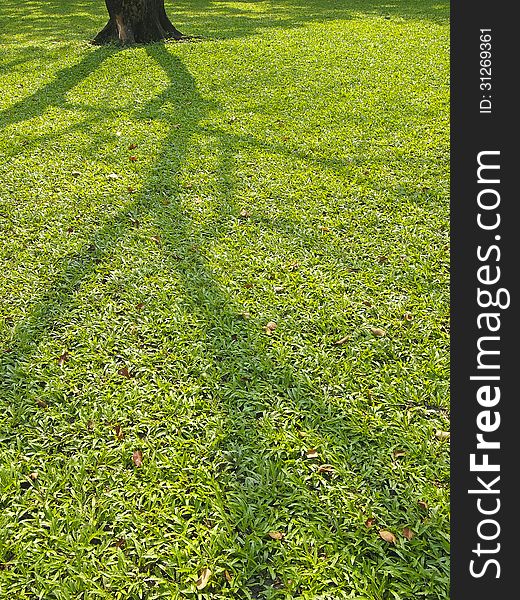 Shadow of tree spread on lawn in daytime. Shadow of tree spread on lawn in daytime