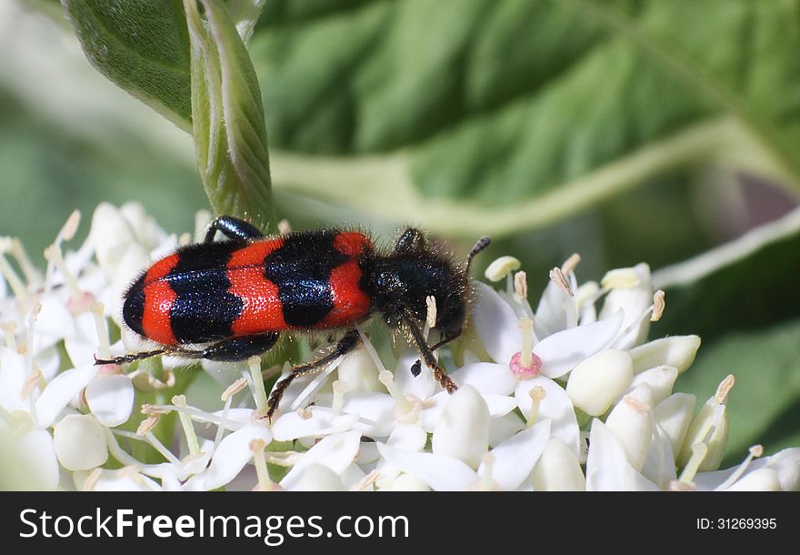 Black And Red Striped Beetle On The White Flower Macro Photo