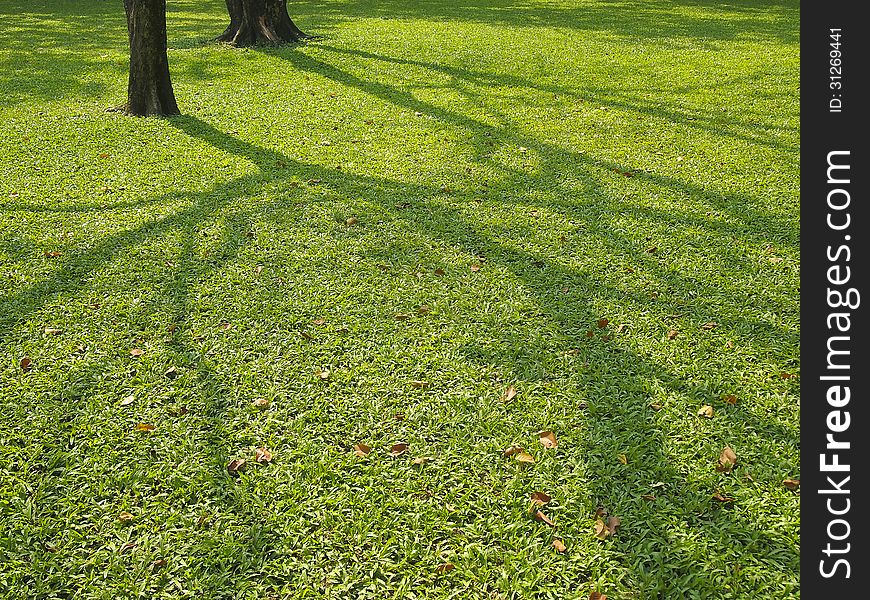 Image of line shadow tree on lawn